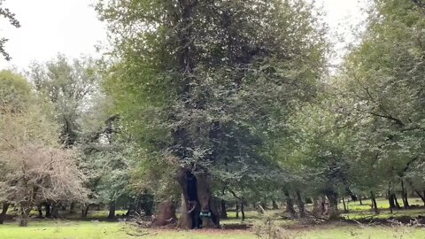 Tree hole shelter/5