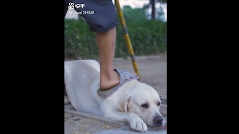 DOG SAVE BLIND MAN LIFE