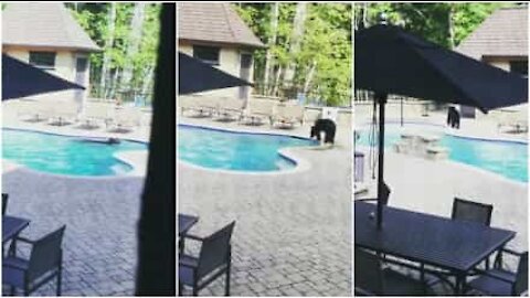 Un orso invade la piscina di casa