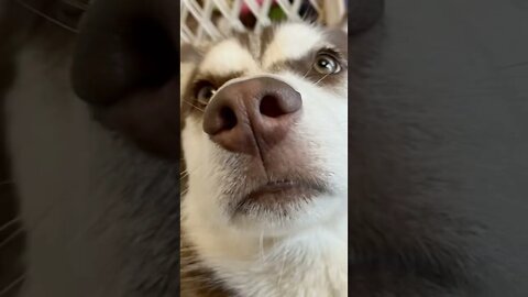 Guy gets squashed for Husky