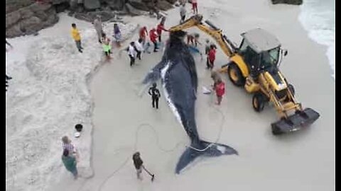 Drone mostra resgate de baleia-jubarte encalhada em praia no Brasil