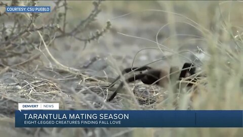 Annual tarantula 'migration' begins in southeastern Colorado