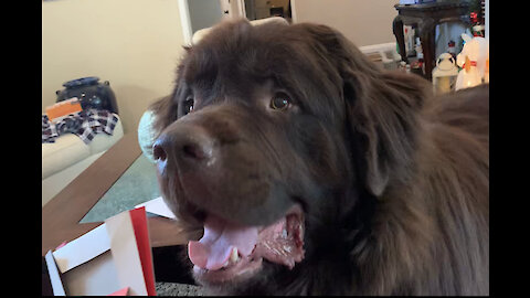 Huge Newfoundland rummages through Christmas gifts