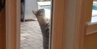 Cat opens door and enters house