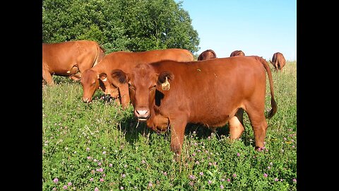 Semi-load of steers headed to grass haven at Tyner Pond Farm!