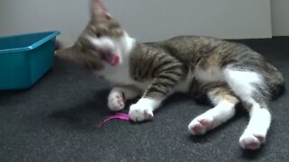 Cute Little Cat Plays with a Feather