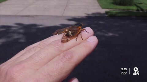 Cicada anxiety: It's real, and here's how to cope