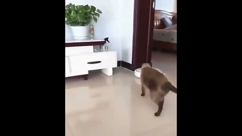 Funny scared cats caught on camera #shorts