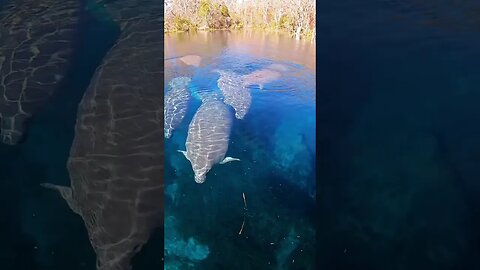 Manatees, Florida