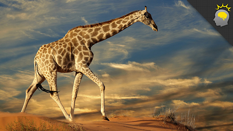 Stuff to Blow Your Mind: 5 Amazing Giraffe Facts - Science on the Web