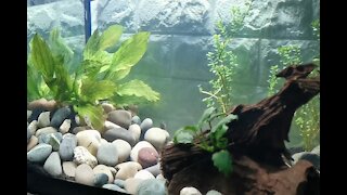 20 Gallon Aquarium Scape