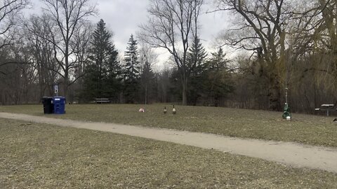 Canada Geese very angry