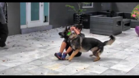 Dog Training Dog protected its owner