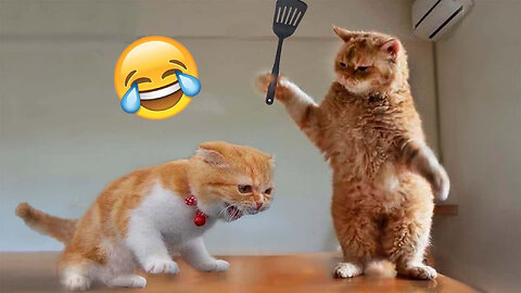 Cat funny movement 🤣🤣