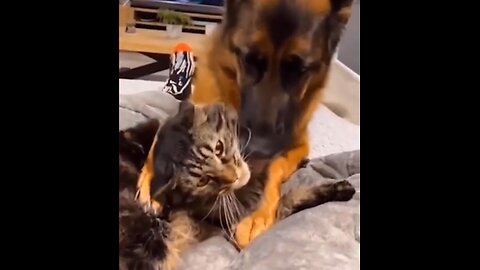 Funniest Cats And Dogs Videos - Best Funny Animal Videos