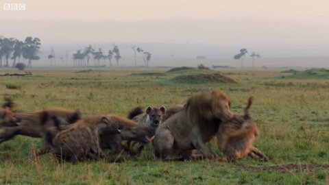 Lion Trapped by Clan of Hyenas | Dynasties