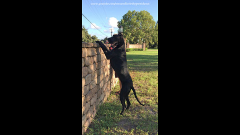 Great Dane obsessed with looking over wall at cars