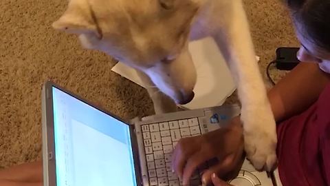 Adorable Dog Really Wants His Owner’s Attention