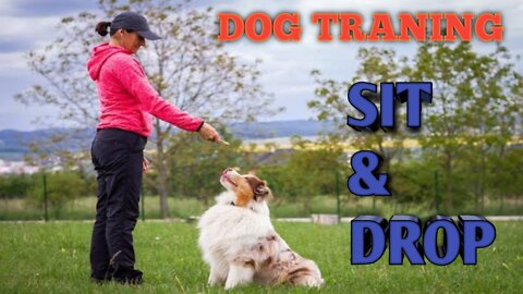 dog traning lesson / sit and drop/ free dog traning lesson