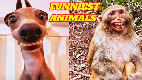 FUNNY COW and MONKEY 🐄🐒 Funny animals 2024 🤣🤣