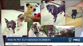 Shelter euthanasia rates rising