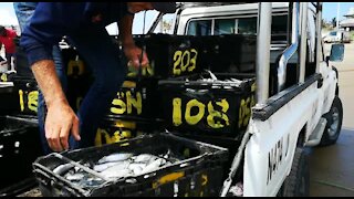 SOUTH AFRICA - Durban - Sardines being netted at Durban beachfront (Videos) (gQU)