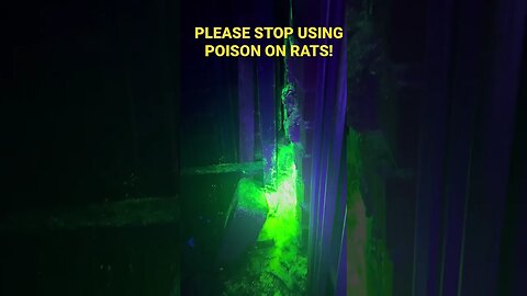 Some RATS are CUTE! Stop using rat poison when it’s not necessary PLEASE!!!