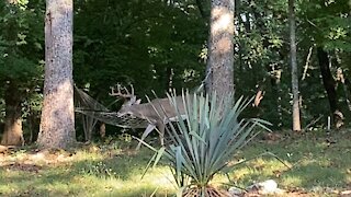 Backyard Buck vs Hammock