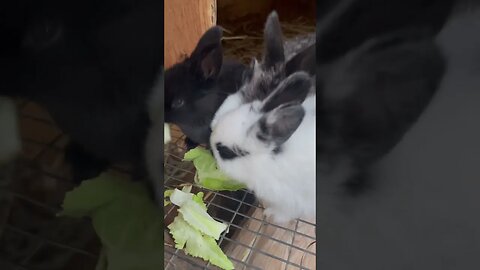 Listen to these ADORABLE baby bunnies eat #shorts #asmr