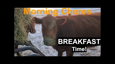 Morning FEEDING | Daily Chores | Montana Ranch | Hashknife Ranch