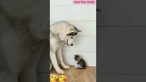 The gentle husky #funny #tiktok #shorts #cat #kitten #trending #trend