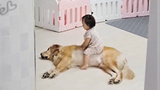 Gentle Golden Retriever tolerates playful baby girl