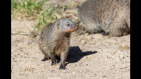 Meerkat shuffle