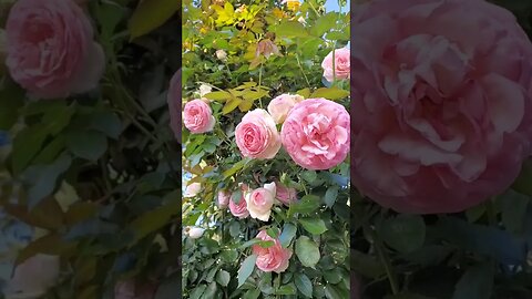 Beautiful collection of roses#short#shots#trend##trending #beautiful #travel #shortvideo