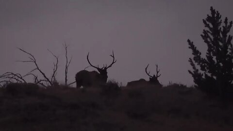 GOTTA GET UP EARLY TO SEE 'EM! BULL ELK!!