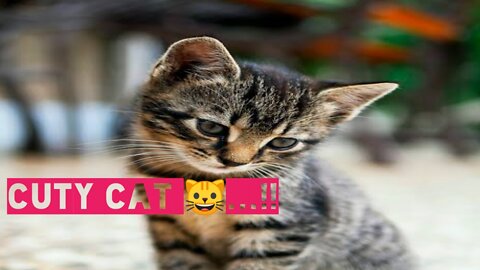 Cuty Cat 😸....!!