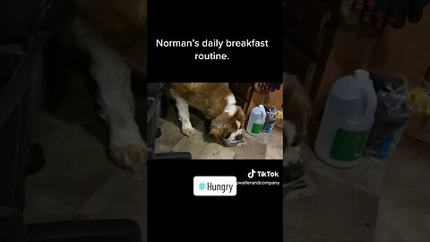 Norman eats every last piece then the pieces on the floor. #hungry #dog #funny #stbernard #yummy