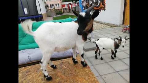 Café oferece todas as manhãs o pequeno-almoço a cabras