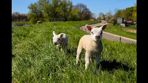 Lambs Playing And Having Fun