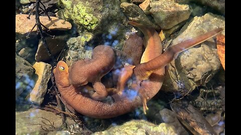 California Newt Breeding Habitat (Taricha torosa)