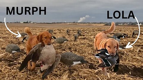 Golden Retrievers Retrieving PHEASANT, DUCKS and GESSE