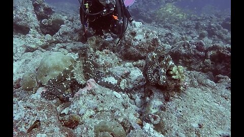 Sexy octopus has apparent orgasm for scuba divers in the Maldives