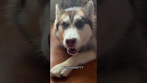 Husky hates bedtime