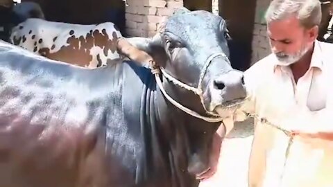 Black beauty Giant Cow for dairy farming.