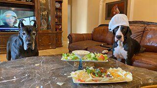 Great Danes happily sample some tasty clam chowder