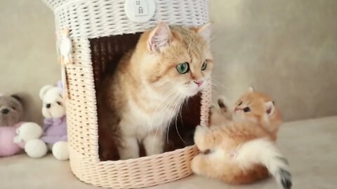 Mom Cat playing and talking to her Cute Meowing baby Kittens