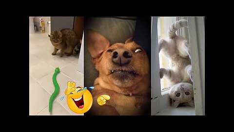 funny pet animals around the world