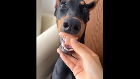 "Belly Laughs & Paw-some Pranks: Animal Edition"