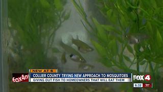 Mosquito-eating fish helping control the pests in Collier County