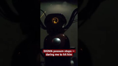 SIGMA possum almost ruins my night